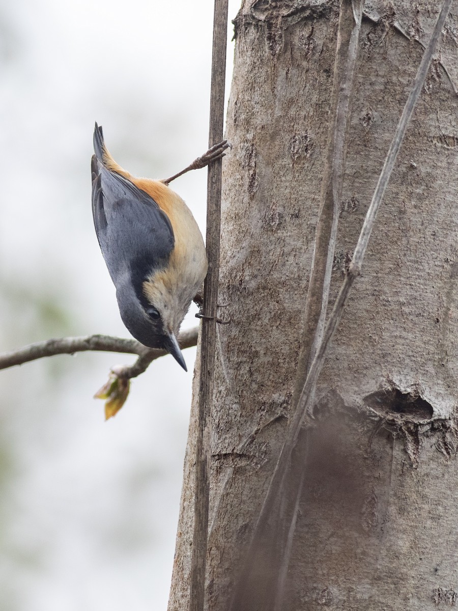 White-tailed Nuthatch - ML619661838