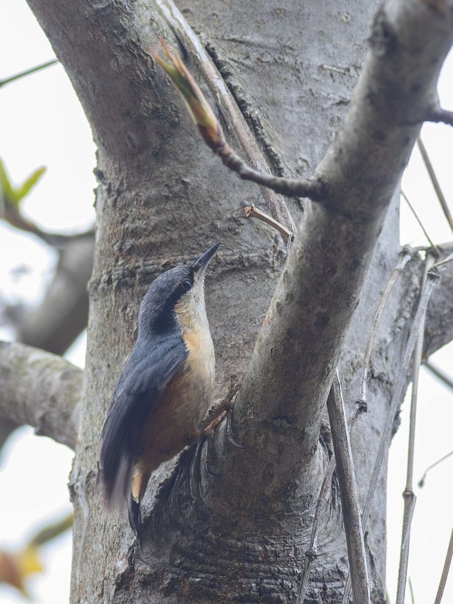 White-tailed Nuthatch - ML619661839