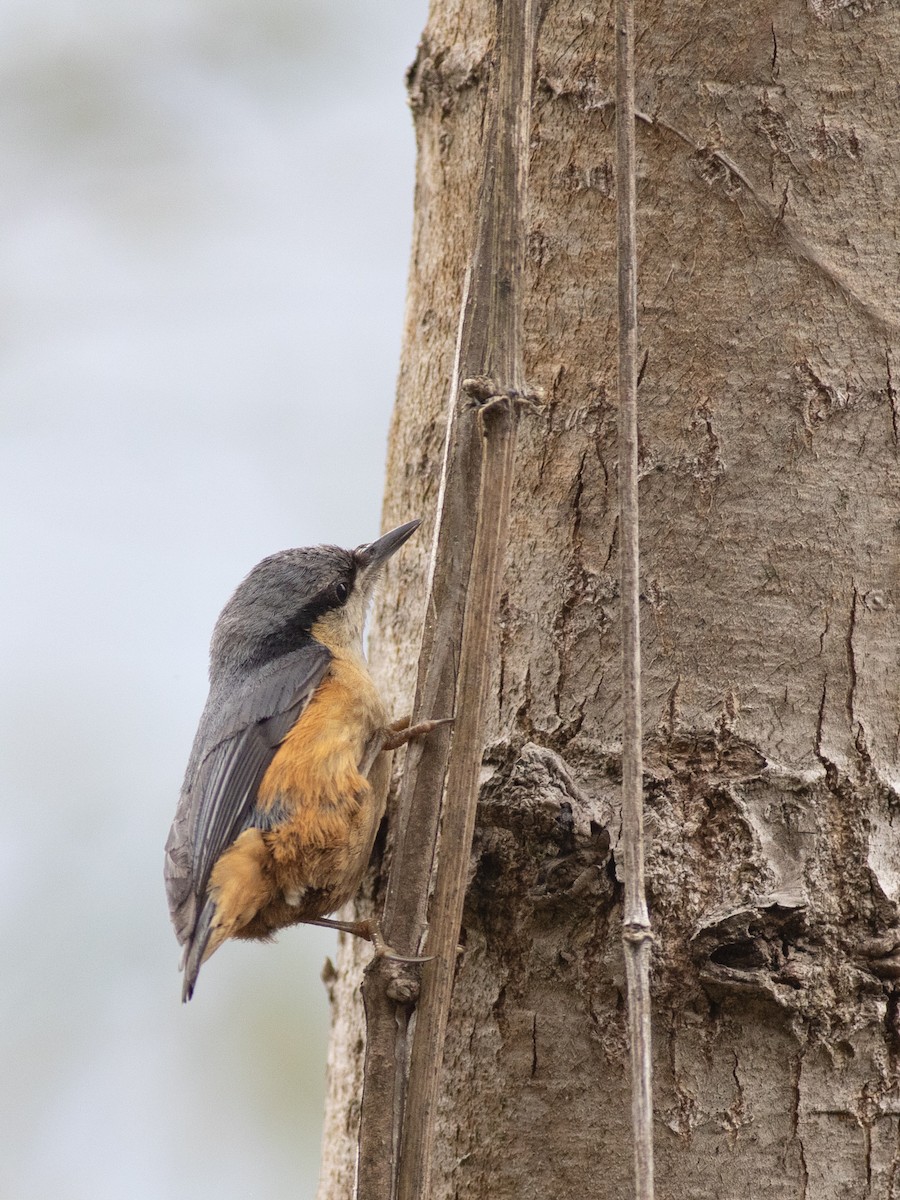 White-tailed Nuthatch - ML619661840