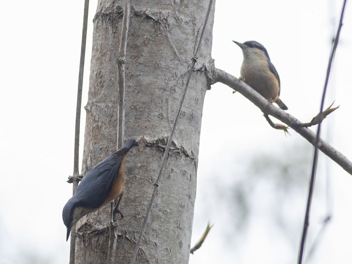 White-tailed Nuthatch - ML619661841