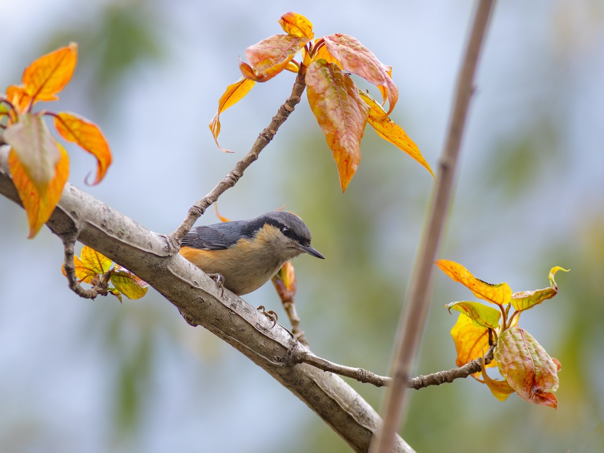 White-tailed Nuthatch - ML619661842
