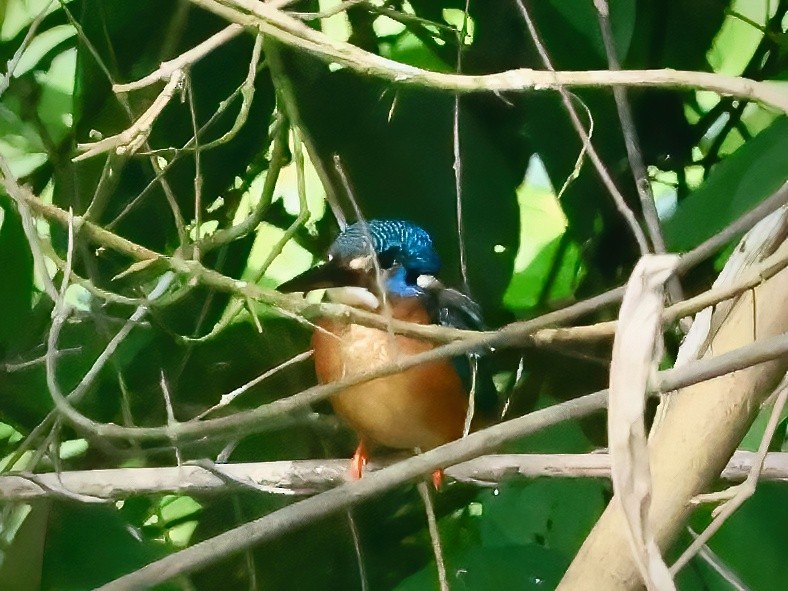 Blue-eared Kingfisher - ML619661866