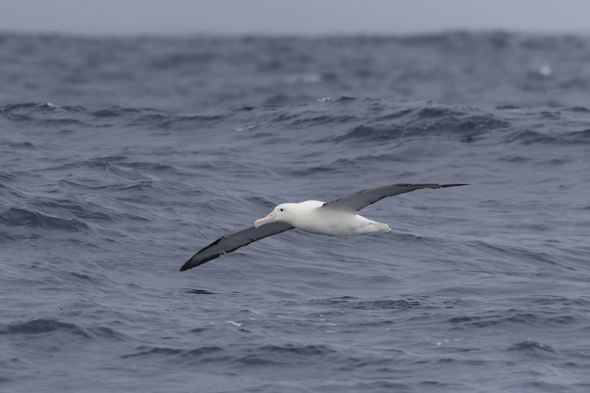 Northern Royal Albatross - ML619661889