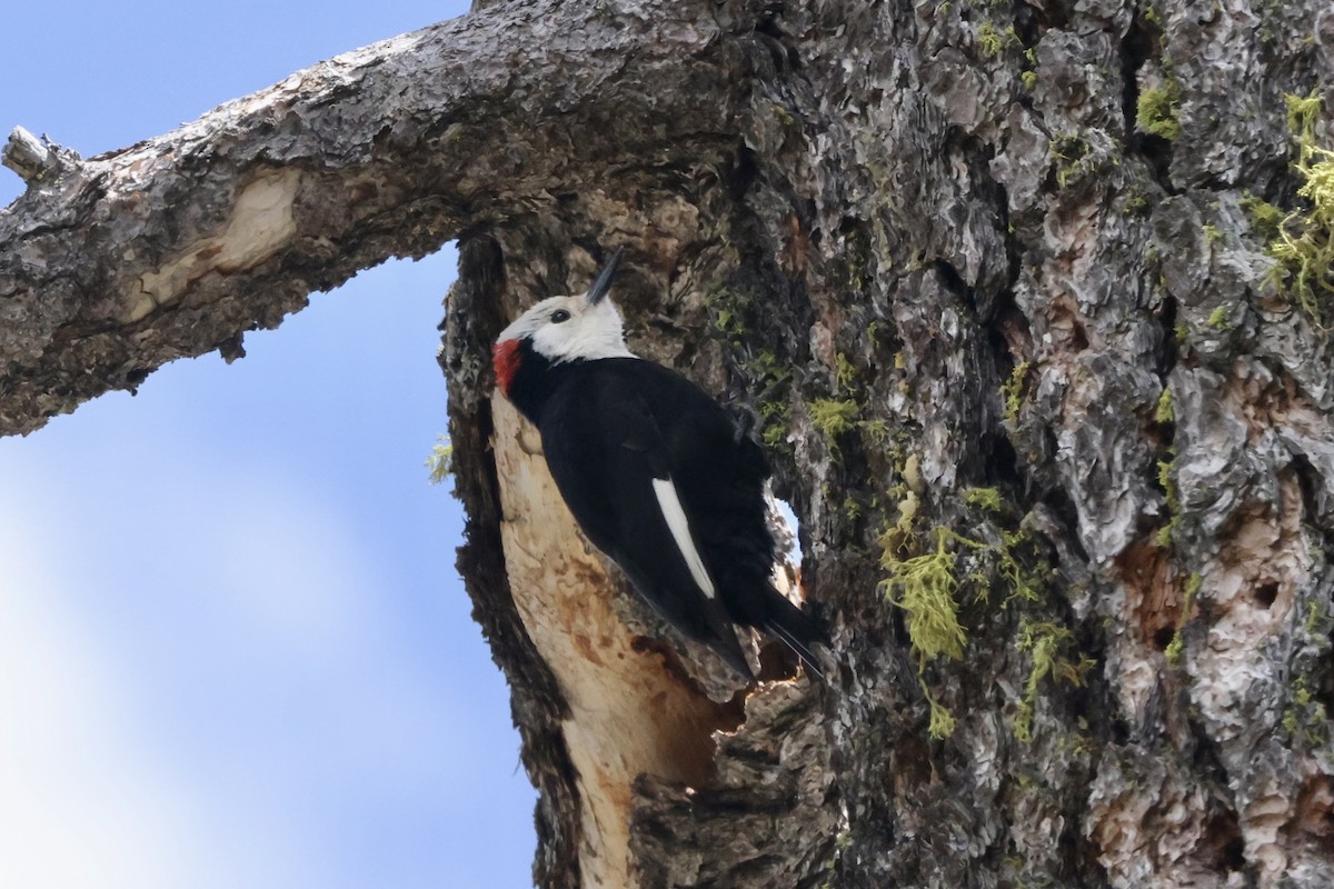 White-headed Woodpecker - ML619661890