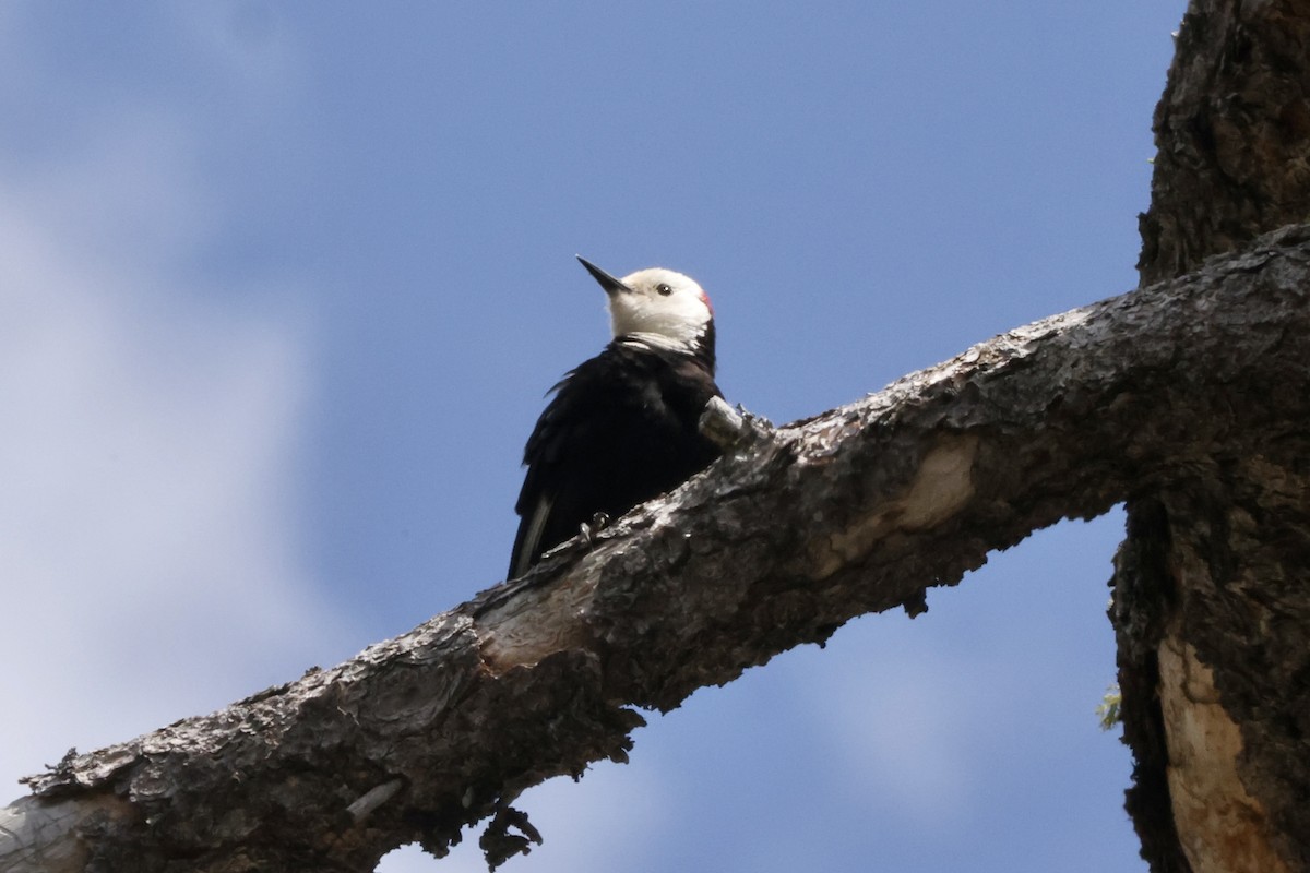 White-headed Woodpecker - ML619661892