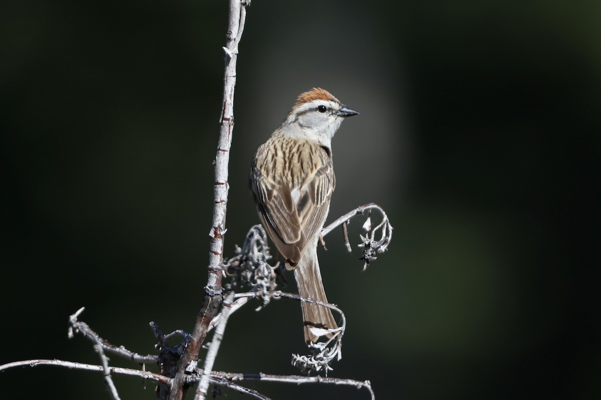 Chipping Sparrow - ML619661923
