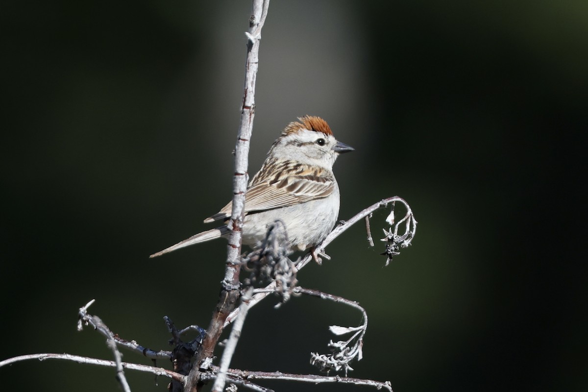 Chipping Sparrow - ML619661925