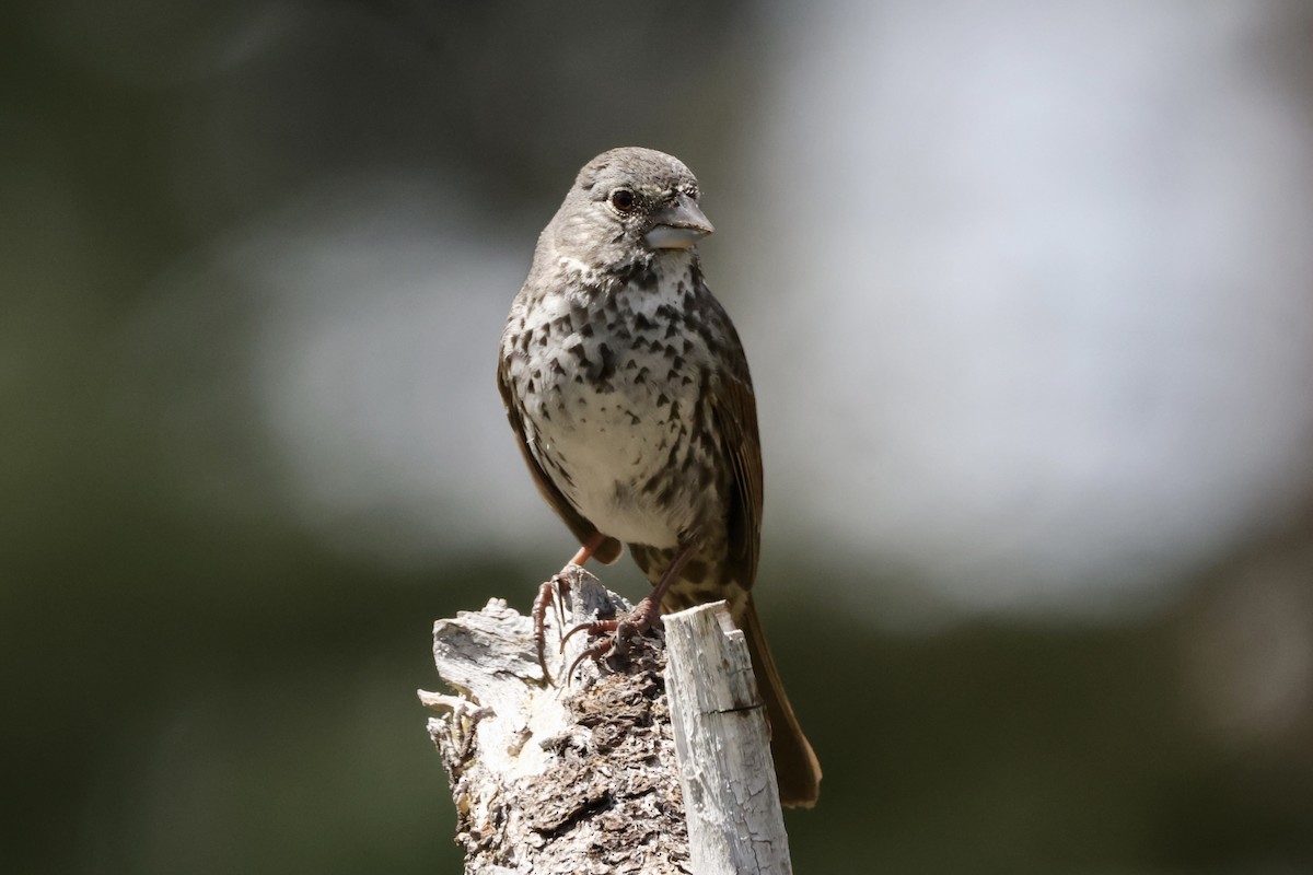 Fox Sparrow (Thick-billed) - ML619661943