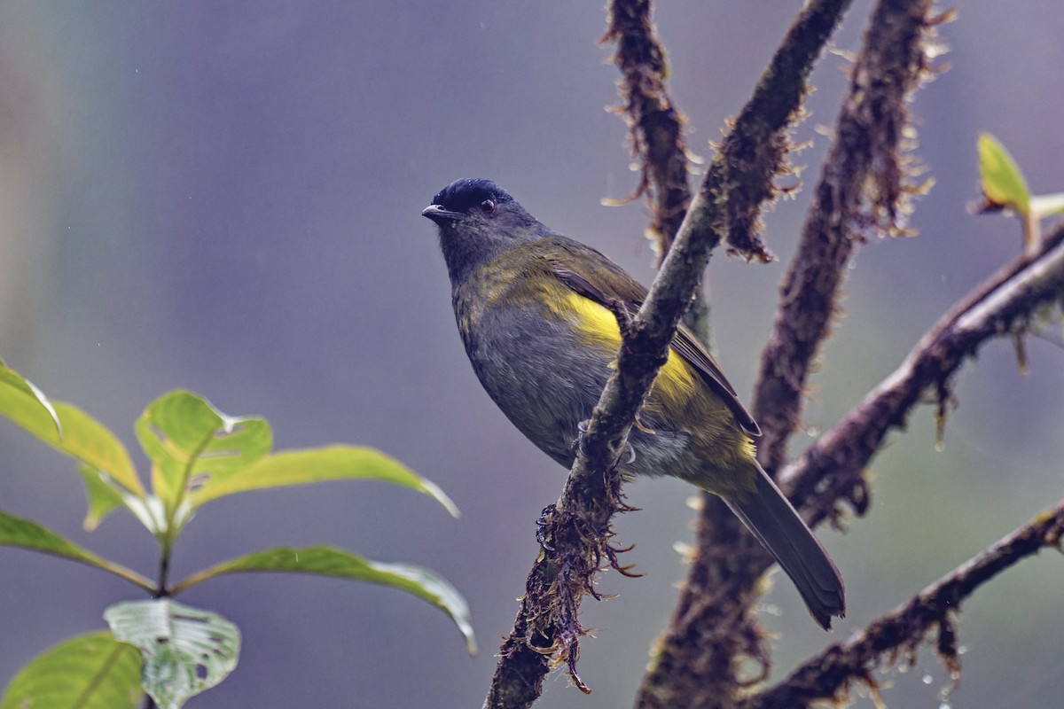 Black-and-yellow Silky-flycatcher - ML619661967