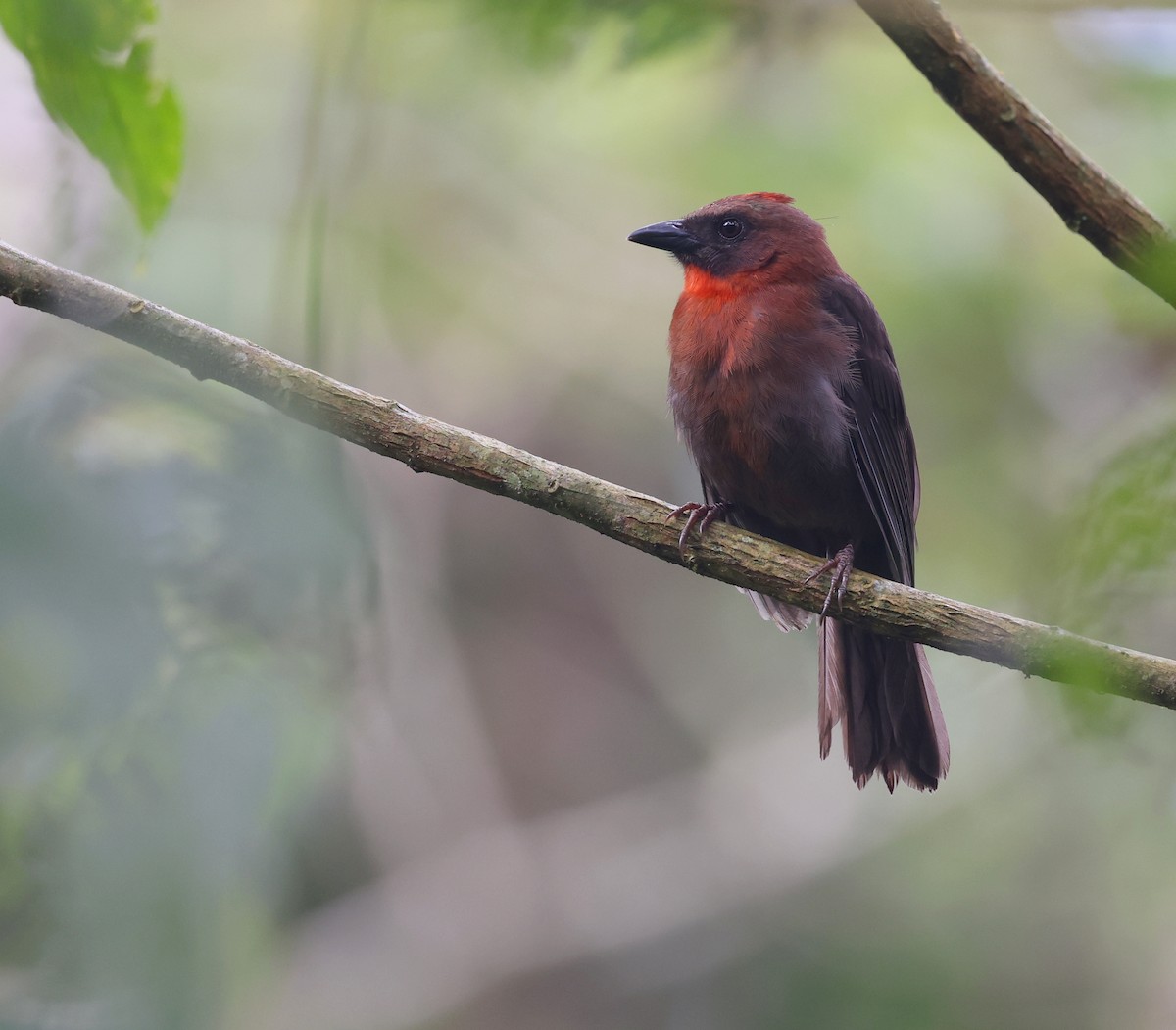 Red-throated Ant-Tanager - ML619662026