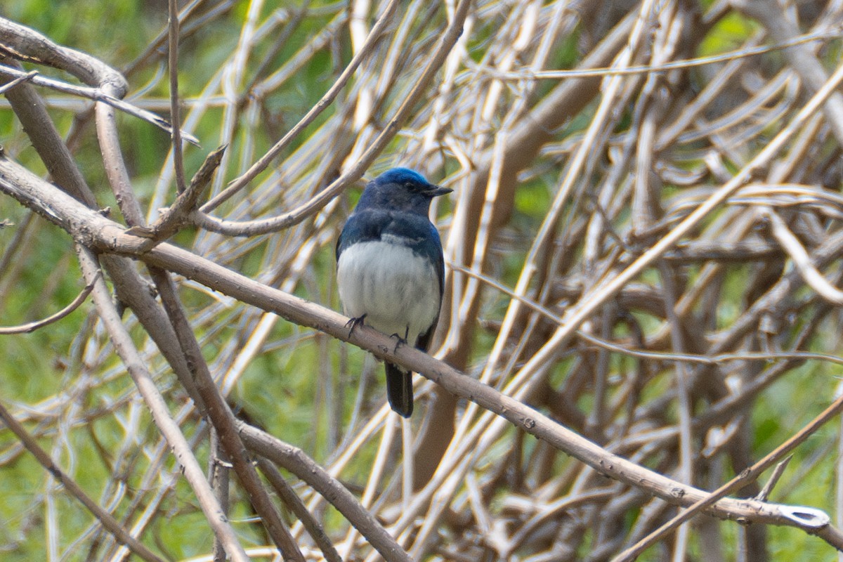 Blue-and-white Flycatcher - ML619662061