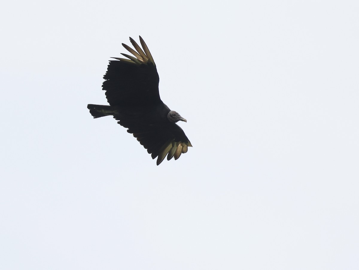Black Vulture - ML619662069