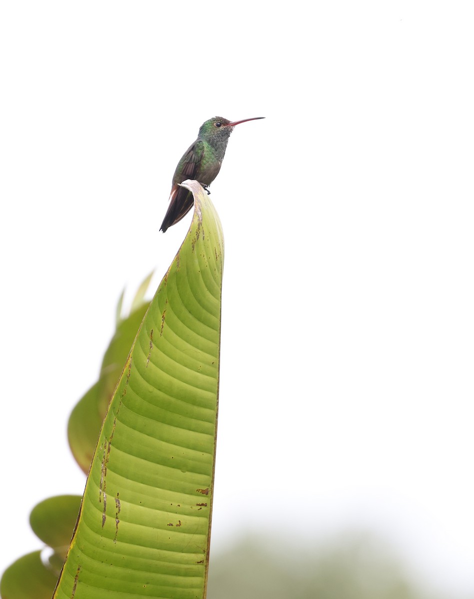 Rufous-tailed Hummingbird - ML619662085