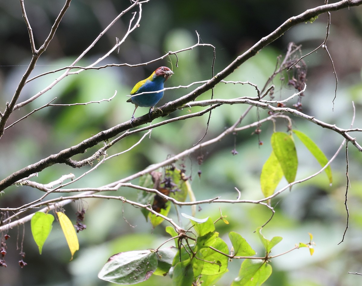 Bay-headed Tanager - ML619662097