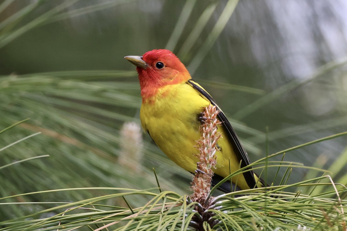 Western Tanager - ML619662102