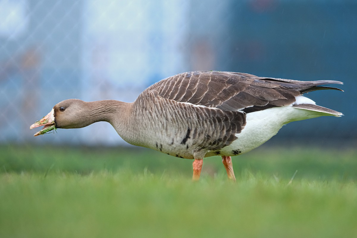 Greater White-fronted Goose - ML619662110