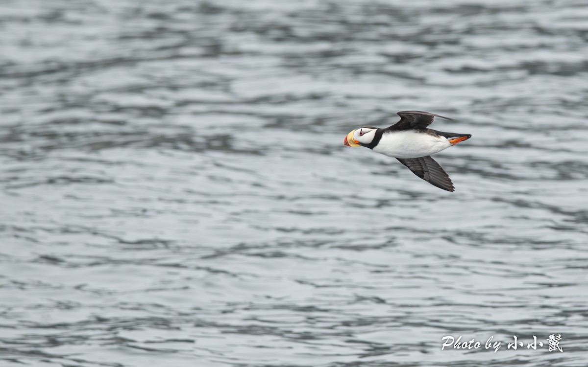 Horned Puffin - ML619662125