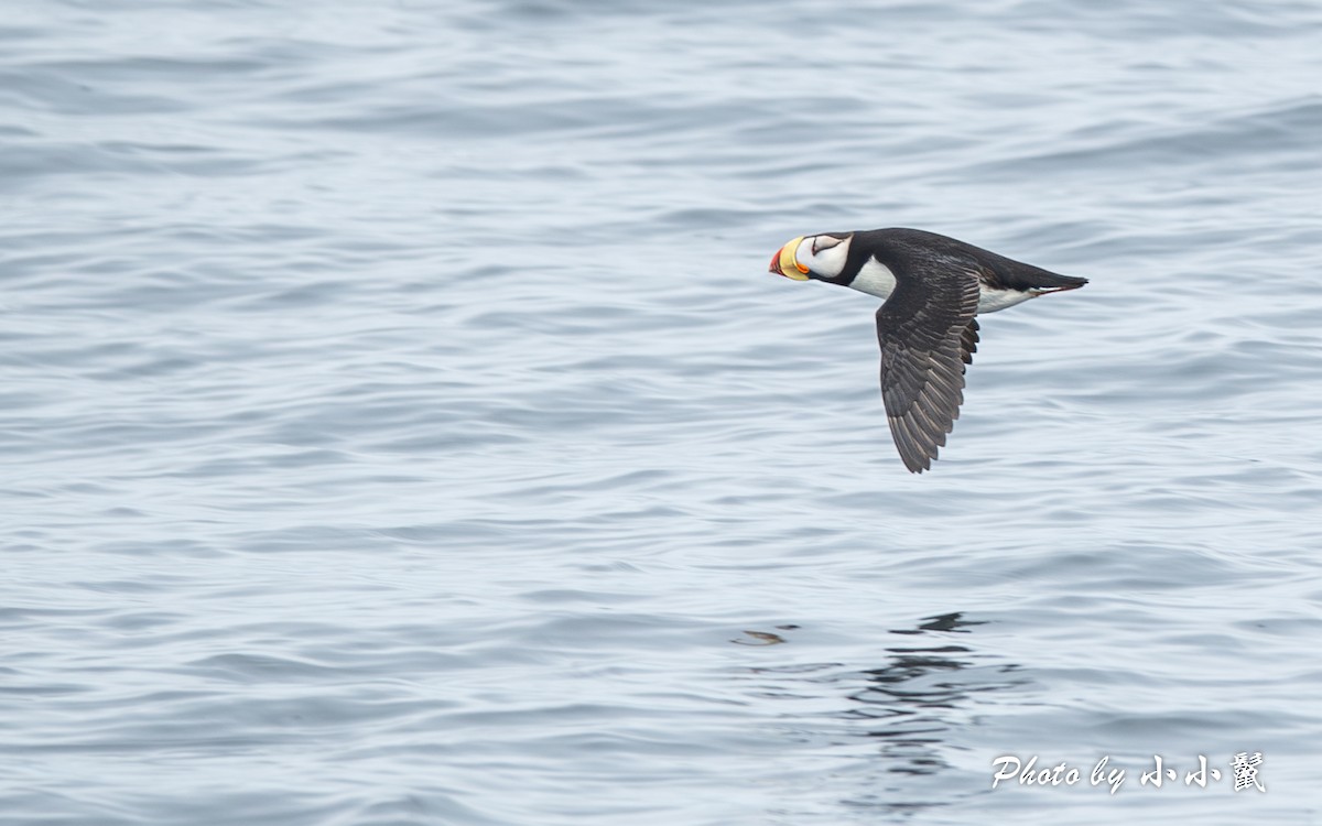 Horned Puffin - ML619662126