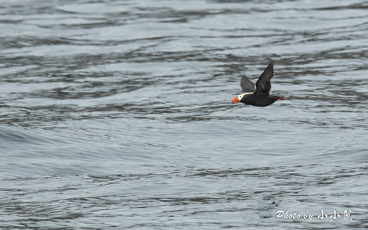 Tufted Puffin - ML619662139
