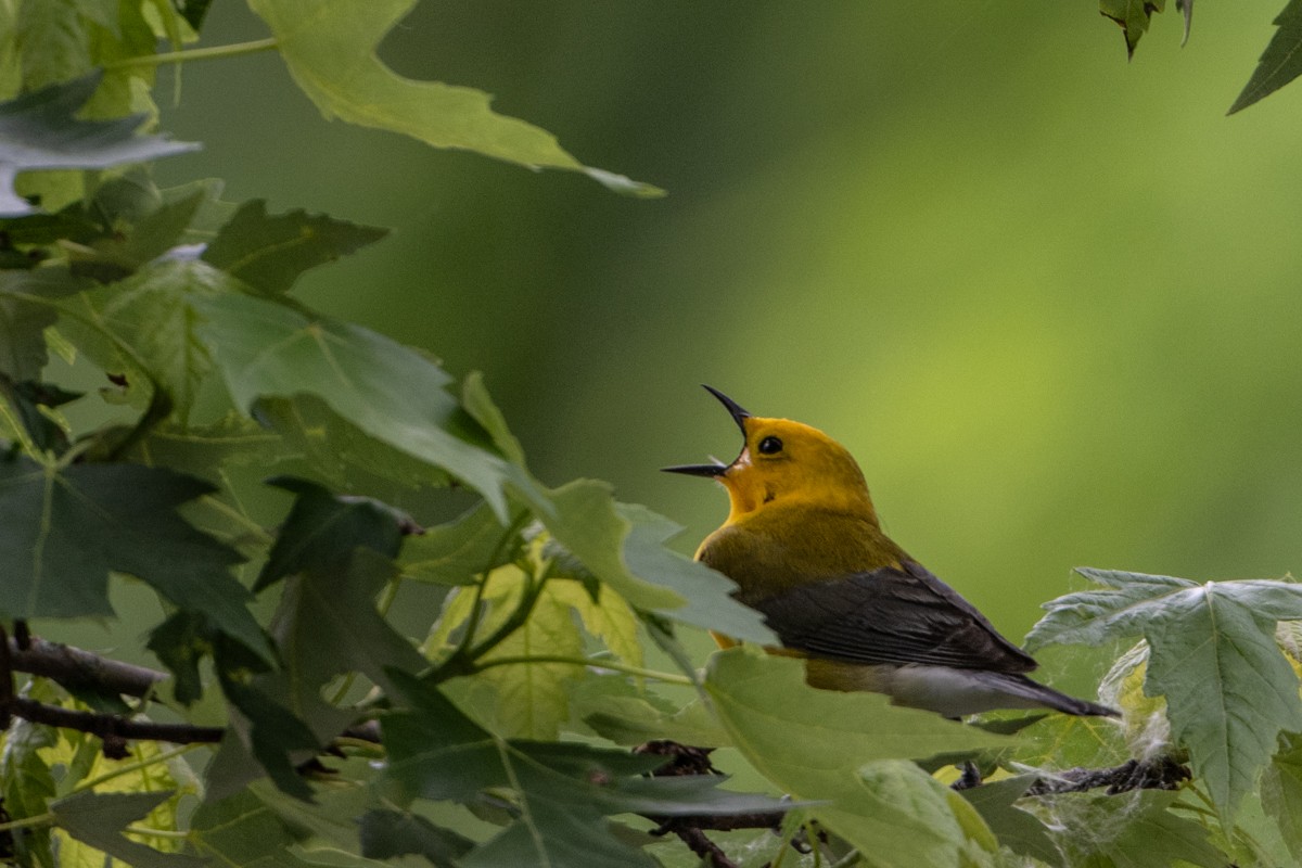 Prothonotary Warbler - ML619662154