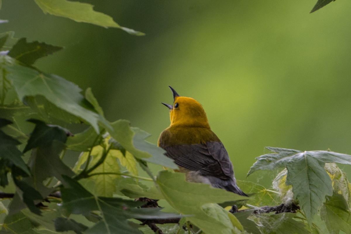 Prothonotary Warbler - ML619662155