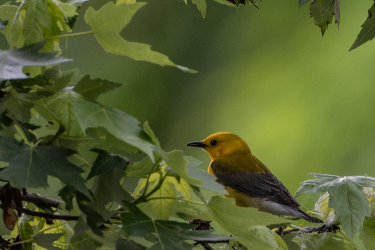 Prothonotary Warbler - ML619662156