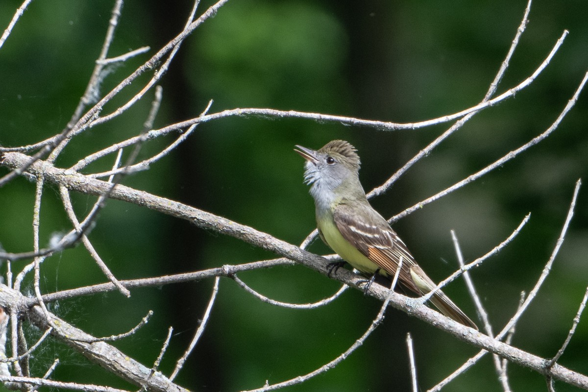 Great Crested Flycatcher - ML619662168
