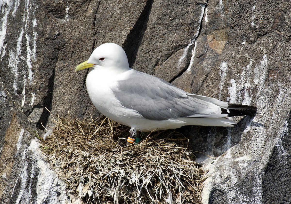 Mouette tridactyle - ML619662173