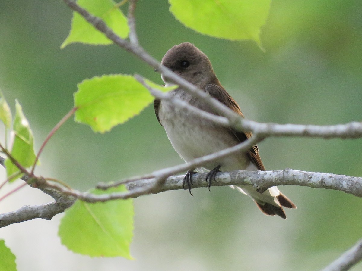 Northern Rough-winged Swallow - ML619662186