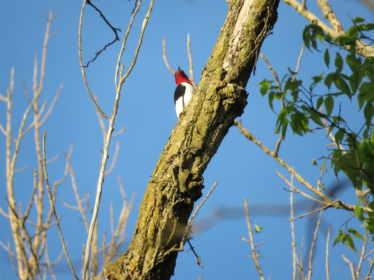 Red-headed Woodpecker - ML619662195
