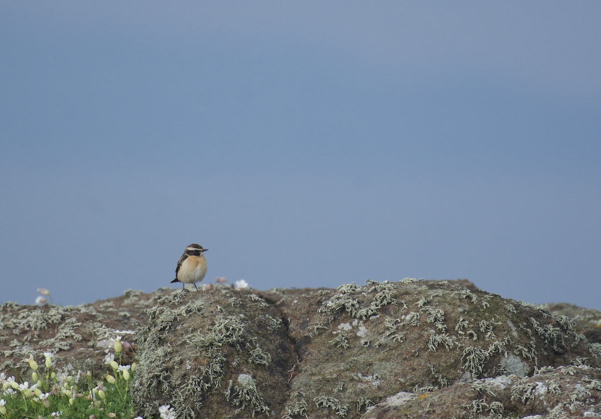 Whinchat - ML619662211