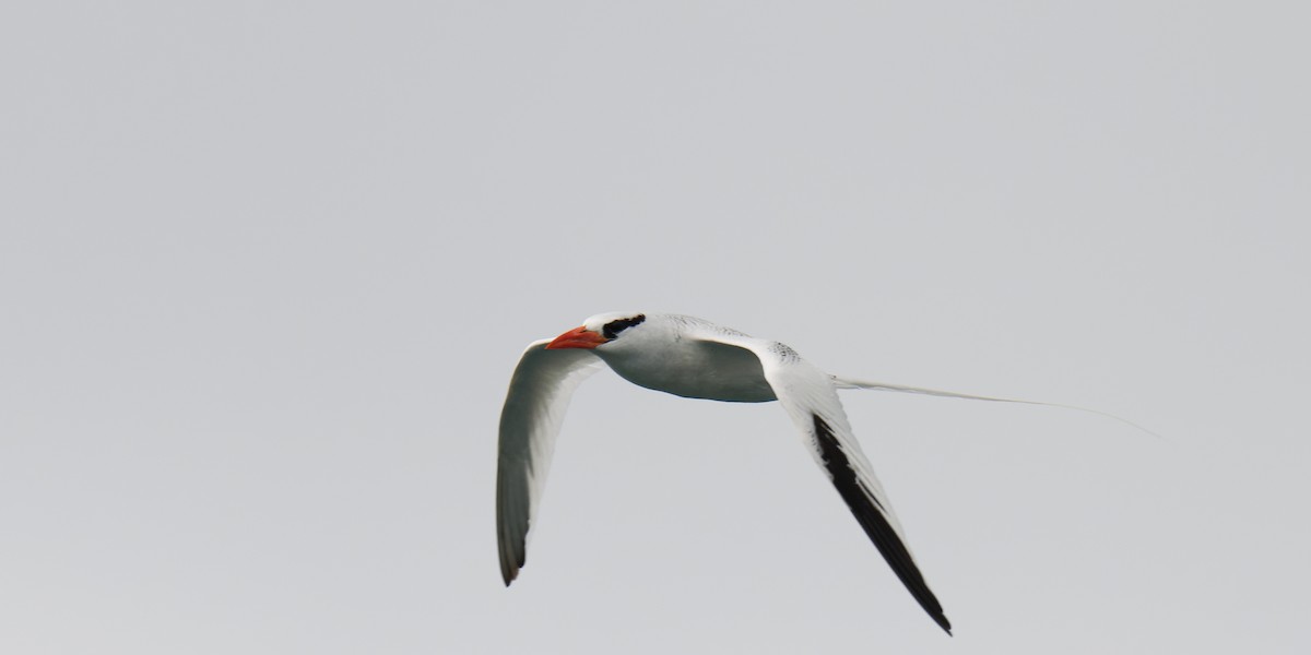 Red-billed Tropicbird - ML619662244