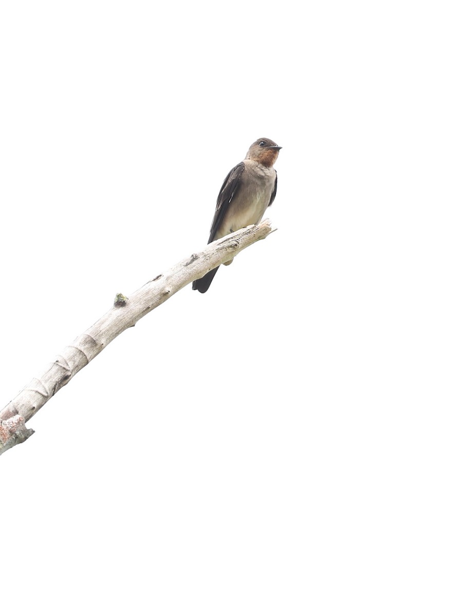 Southern Rough-winged Swallow - ML619662289