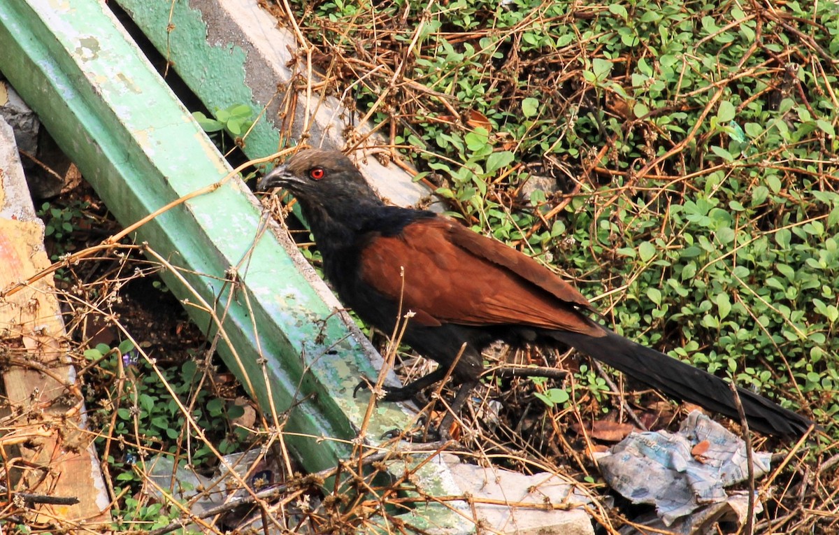 Greater Coucal - ML619662302