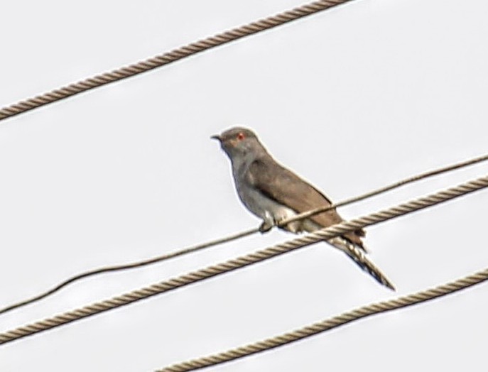 Gray-bellied Cuckoo - ML619662305