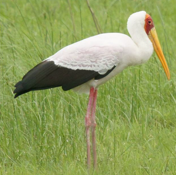 Yellow-billed Stork - ML619662388