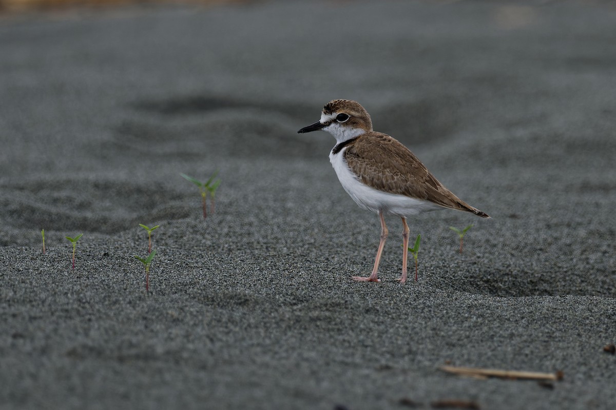 Collared Plover - ML619662409