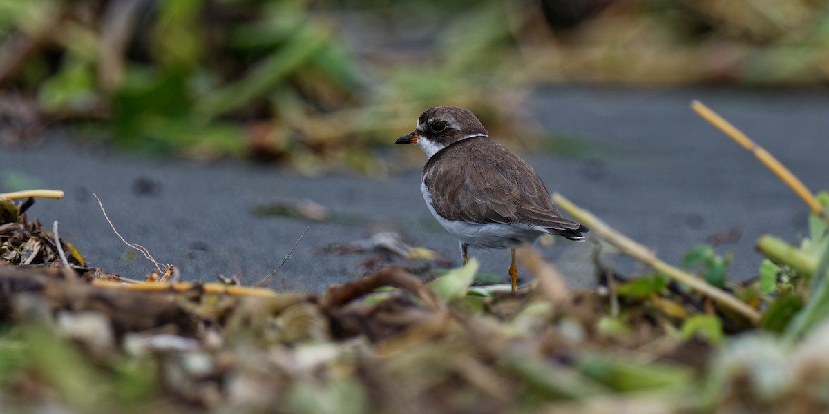 Semipalmated Plover - ML619662441