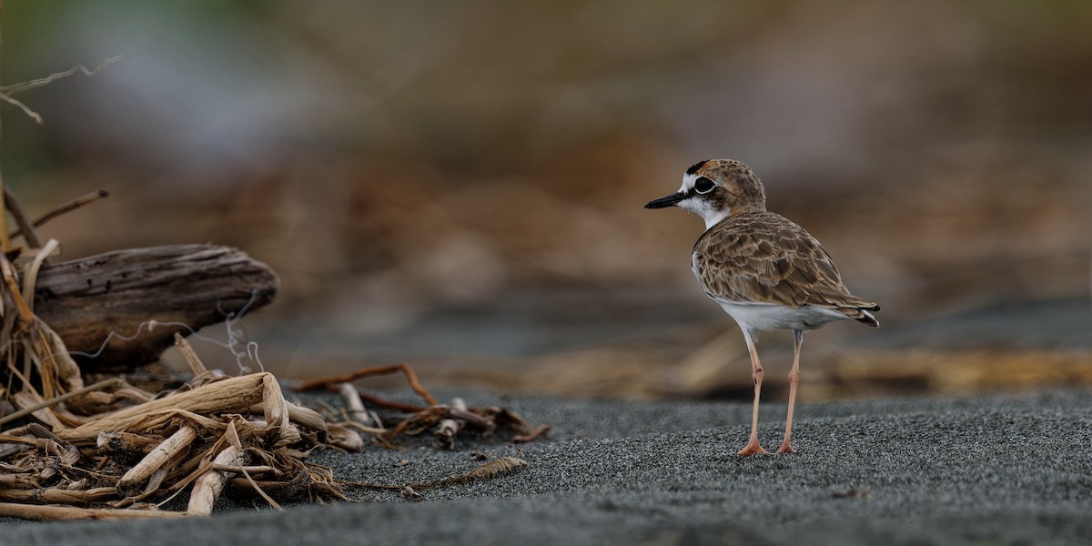 Collared Plover - ML619662447
