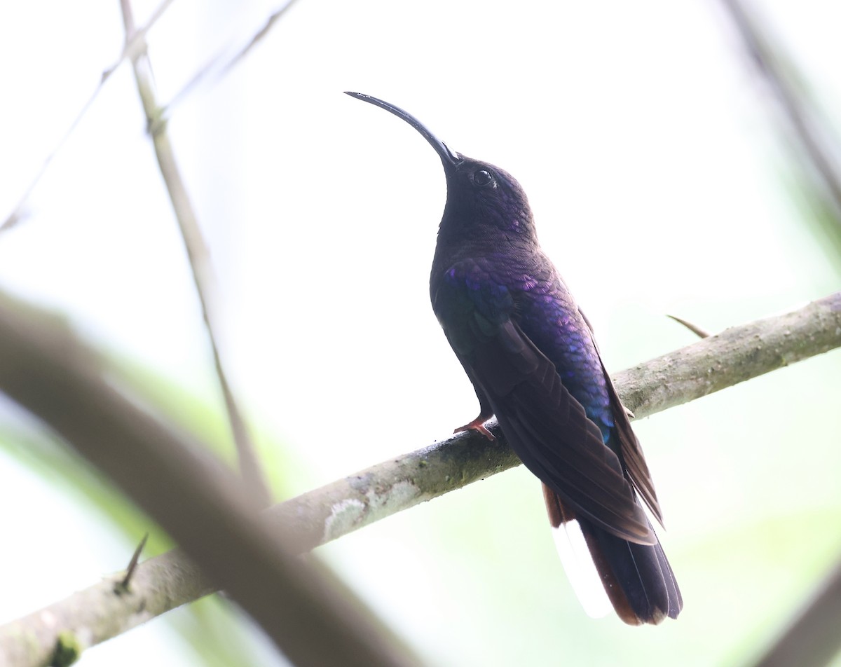 kolibřík fialkový - ML619662454