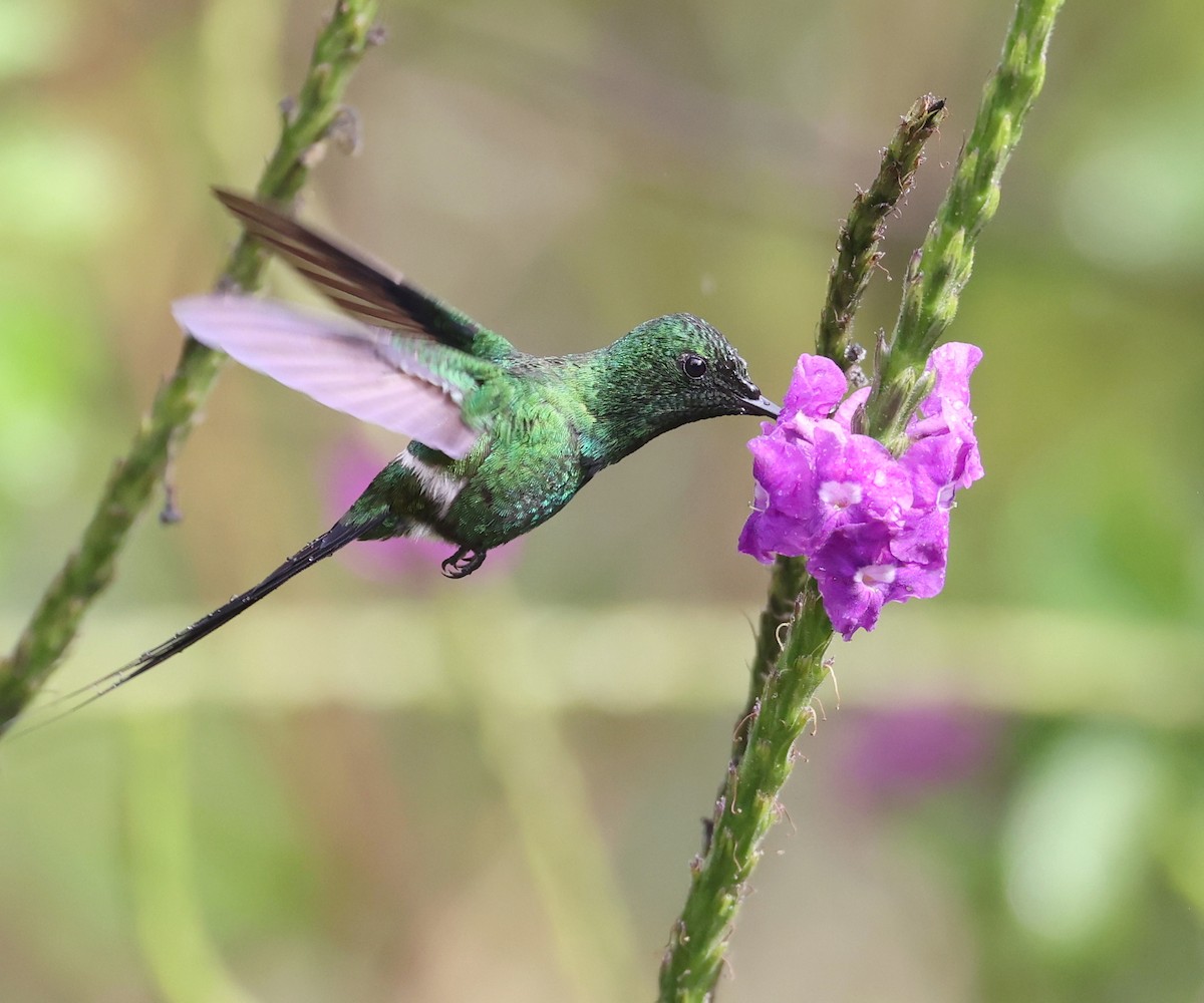 kolibřík trnoocasý - ML619662484