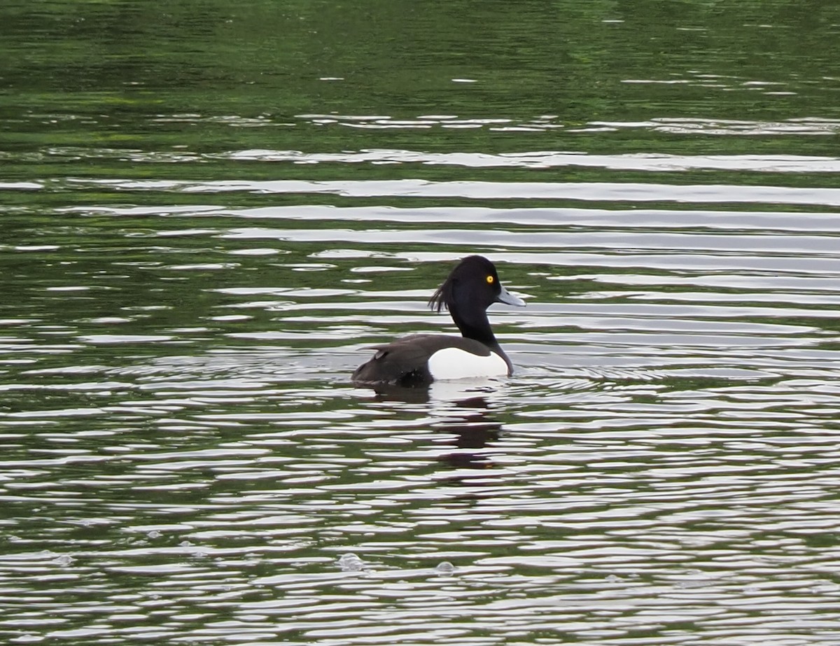 Tufted Duck - ML619662487