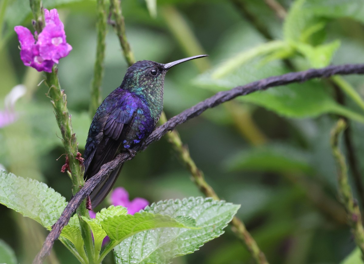 kolibřík vidloocasý - ML619662504