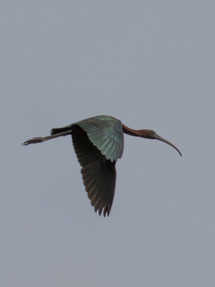 ibis hnědý - ML619662516