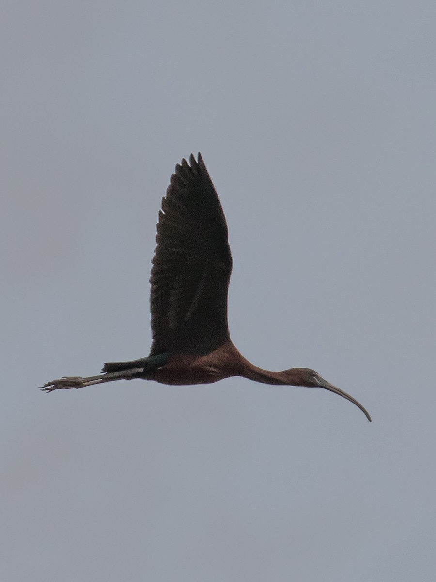 ibis hnědý - ML619662517