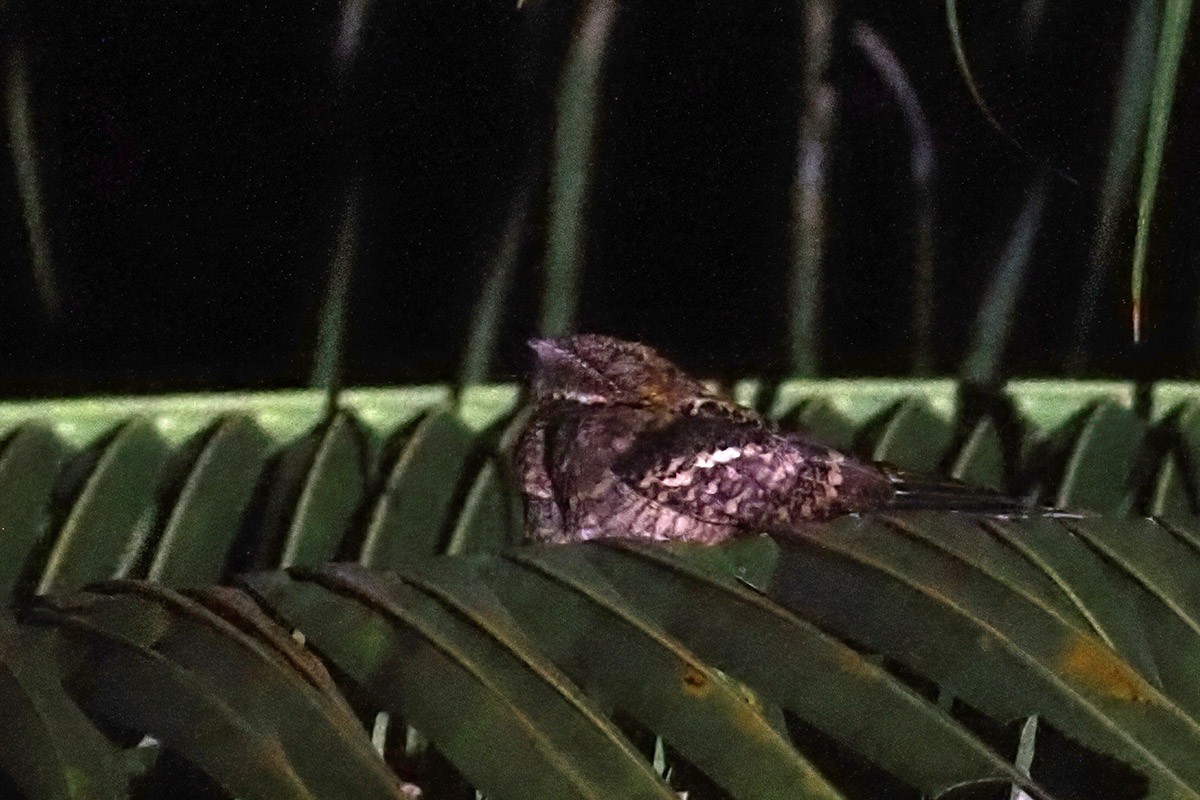 Philippine Nightjar - ML619662518