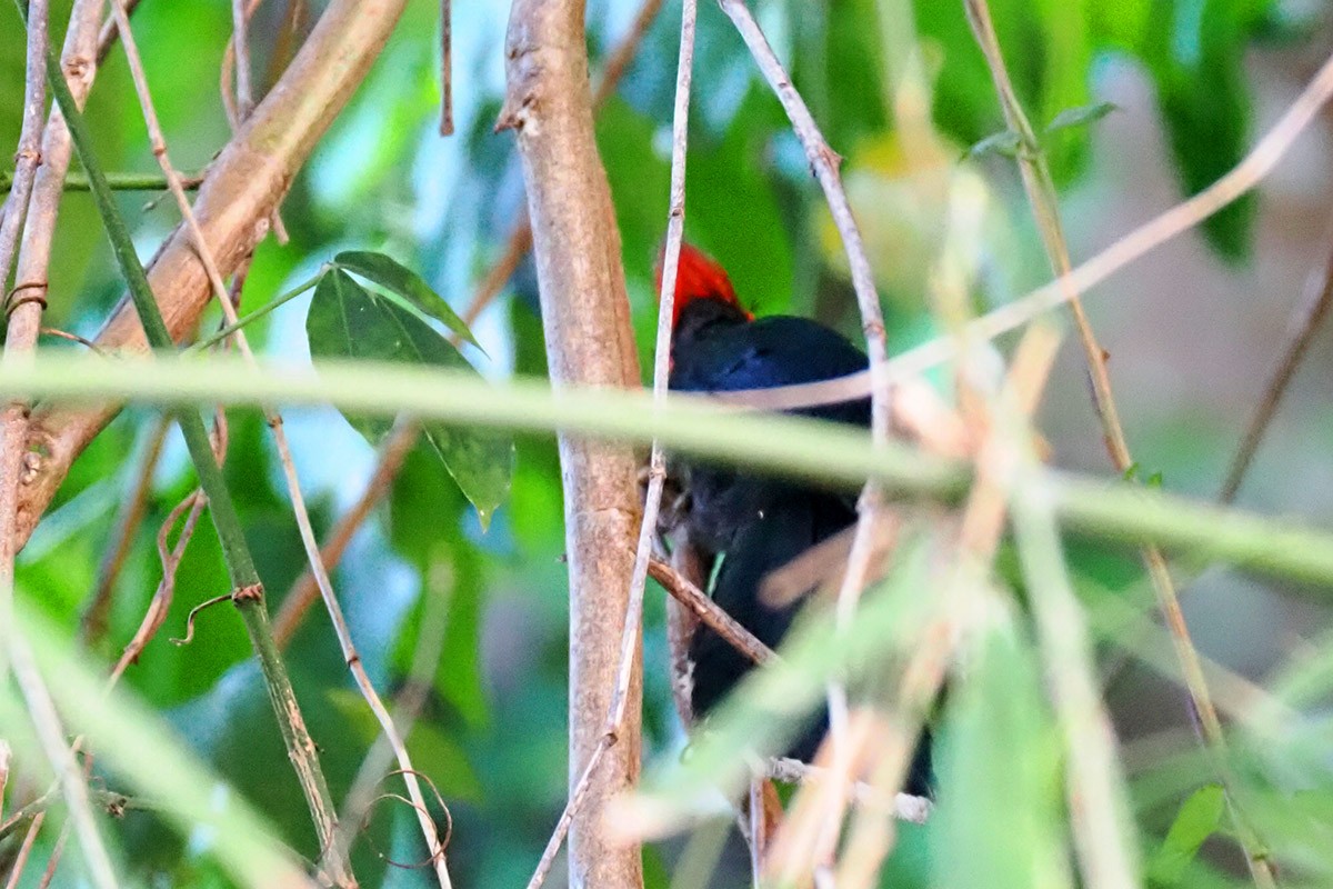 Red-crested Malkoha - ML619662537