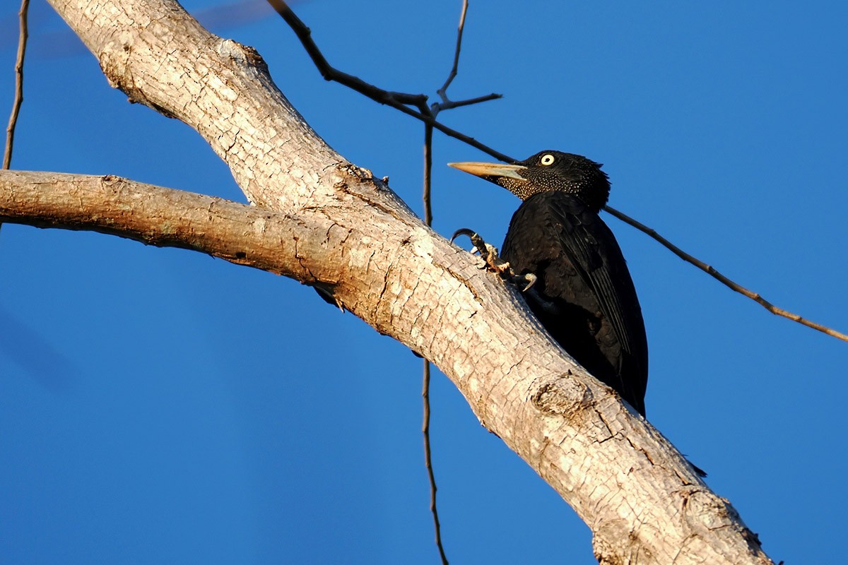 Northern Sooty-Woodpecker - ML619662601