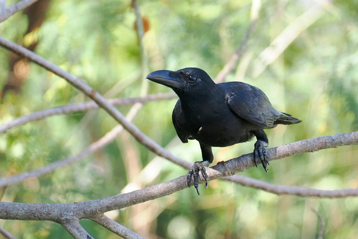 Large-billed Crow - ML619662630
