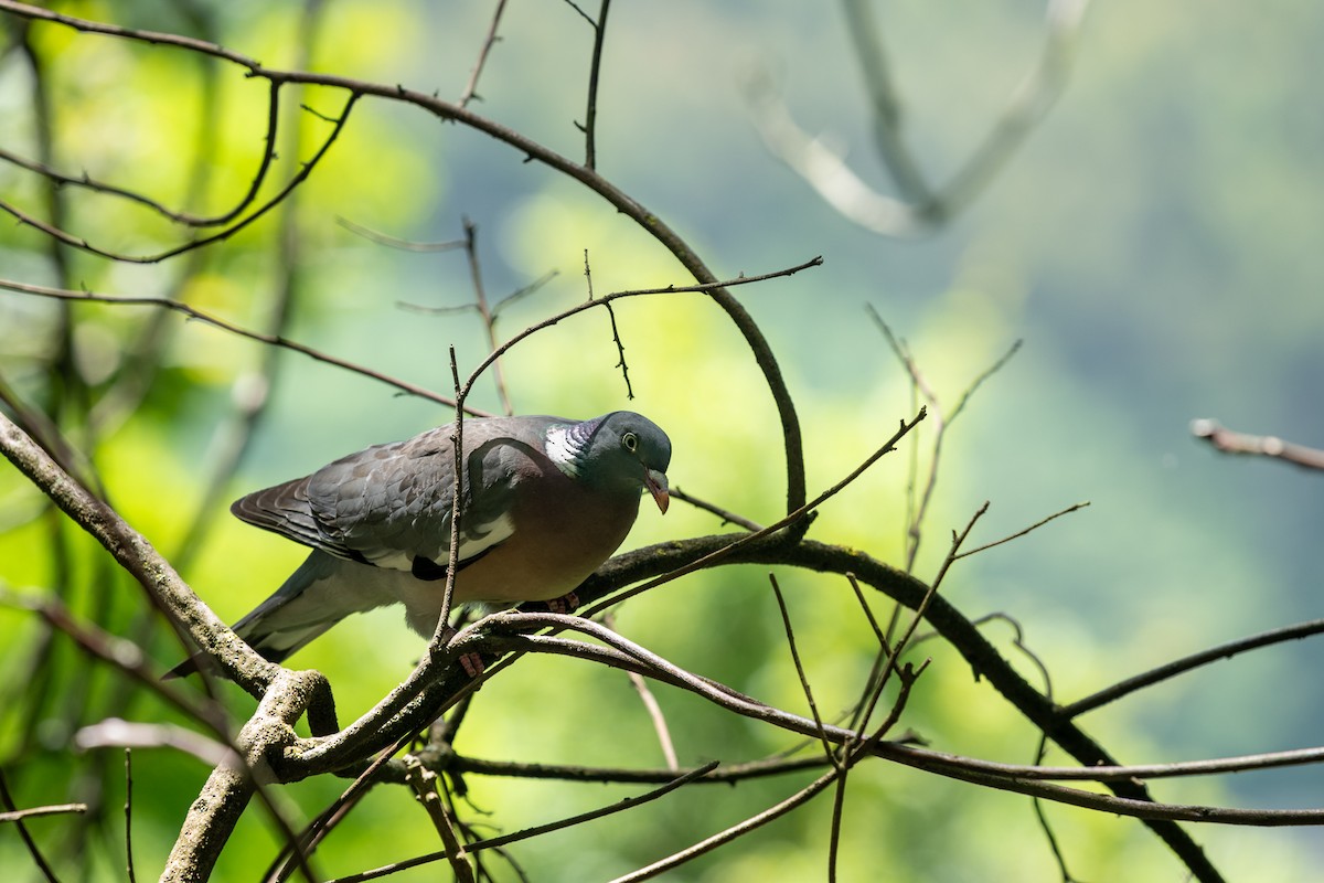 Common Wood-Pigeon - ML619662668
